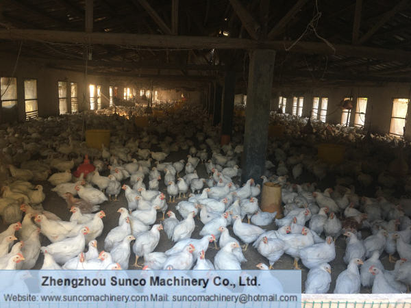 wood shavings and sawdust as bedding material for chicken farm,